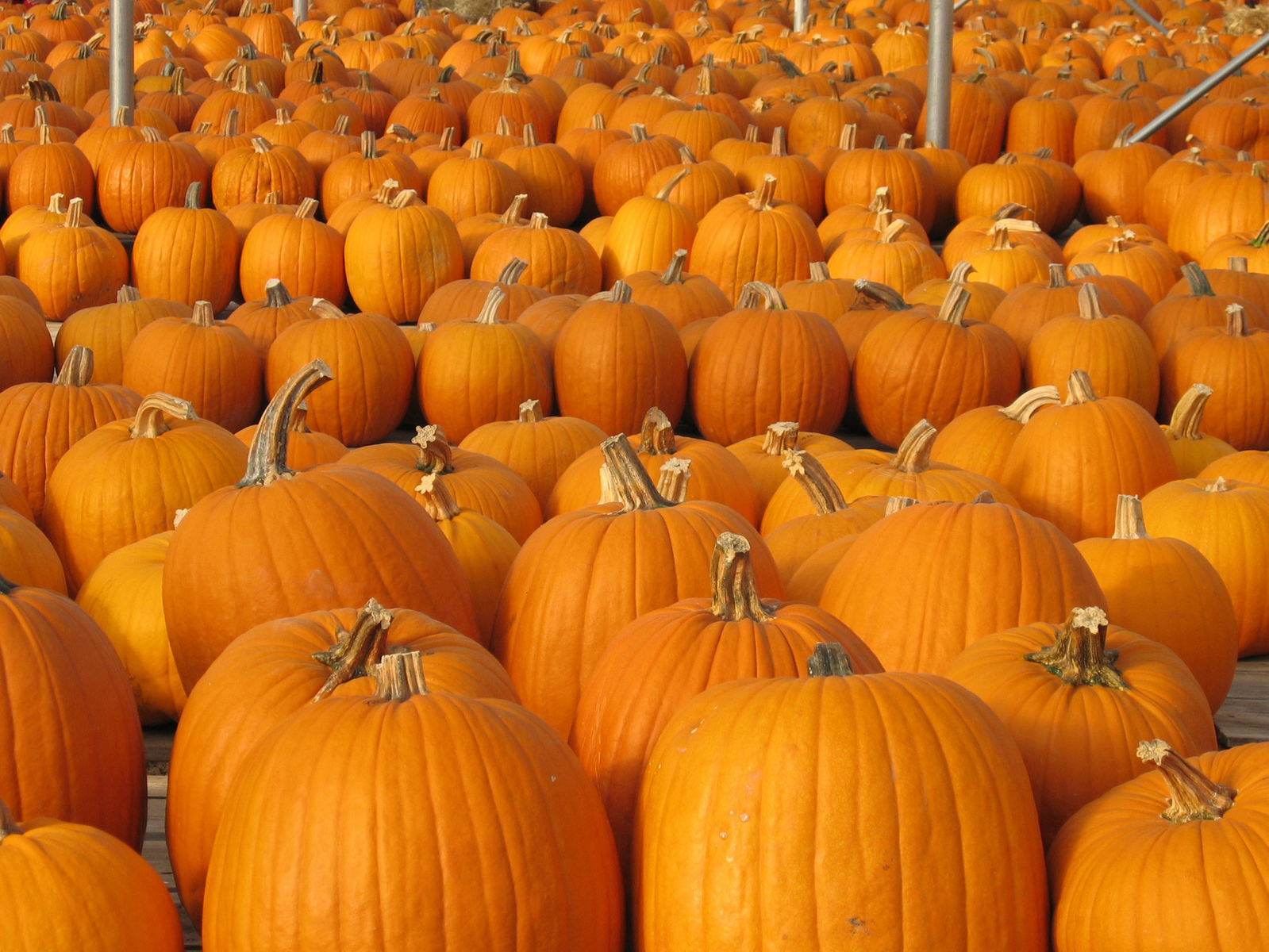 pumpkins-4-1466280-1599x1199